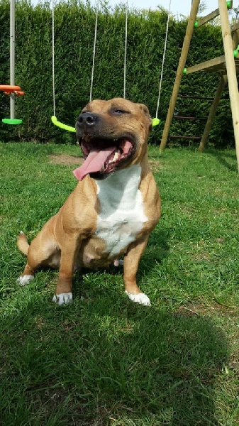 Ekira of Bulls and Terriers