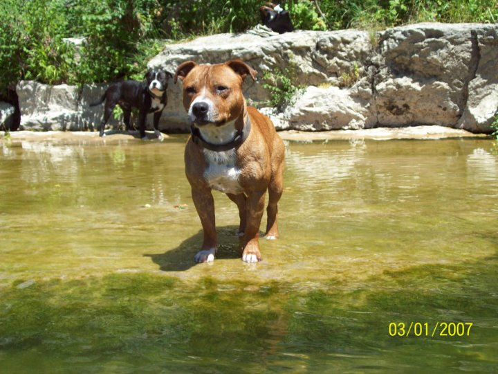 Elios of Bulls and Terriers