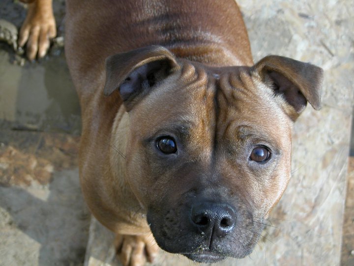 Emma of Bulls and Terriers