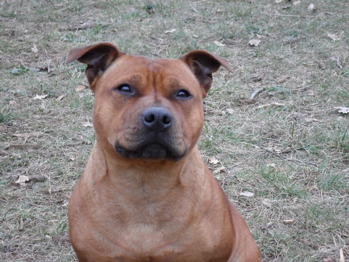 E'gaia of Bulls and Terriers