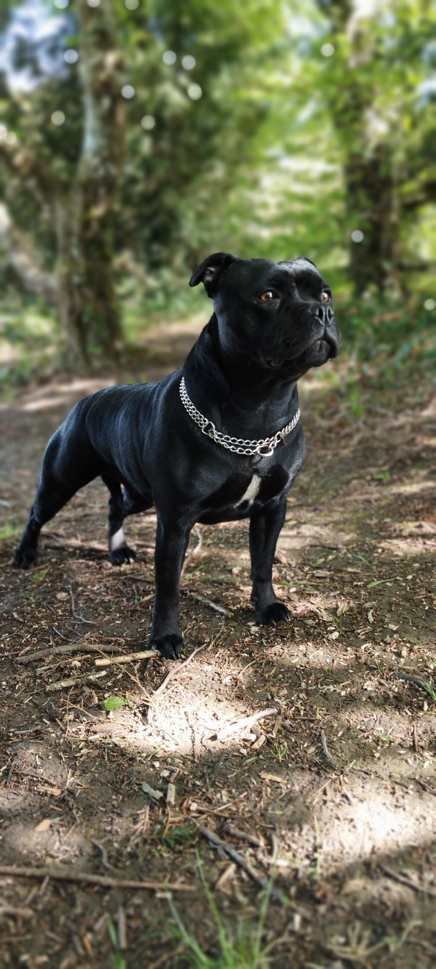 Uthanya du grand Molosse